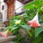 Luofeng-