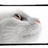猫小懒
