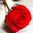 rose lover