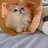 固德猫宁