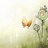 lindy yip