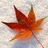 Maple.Leaf