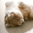 猫鱼