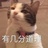 矮圆圆