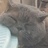 蓝猫大炮哥