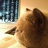 小猫