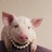 piglet