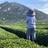 崂山小茶农