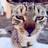 猫颦颦