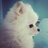 Belinda_Cheung