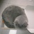 灰色小猫