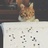 海上飞猪