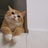 小猫mao
