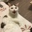 麻豆是只猫