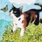 猫咪叠成堆
