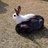 RabbitIn...