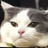 天花板上吊着猫