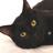 猫店主人
