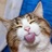 猫不在我这