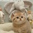 大象和小猫