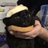 翊点点猫汉堡