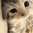 小馋猫