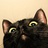 黑猫猫
