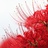 花花