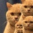 BadKitty