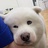 苦茶子