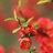 IT人阿芹