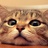 亚马喇前地的猫