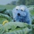 泼眼空明供睡鸭