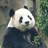 小蘑菇