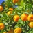 橙子🍊