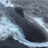snoringtorpedo