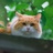 瓶子猫