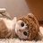 小王想养一只猫