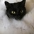 猹