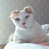 滑仔