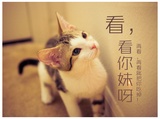 猫耳酥