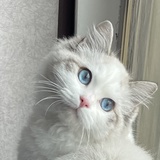侘寂