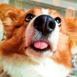 🐶Fion禾莫