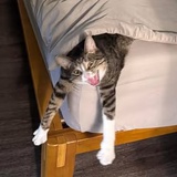 火宅双