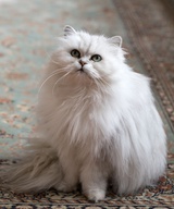 TiffanyCat
