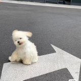 宇宙可爱小曲奇