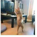 吃饭睡觉打冻冻