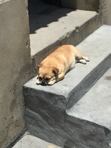 咯滋因