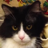 小灰猫