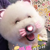 乔乔队长